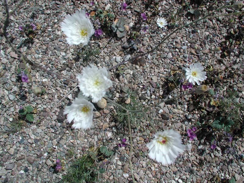 07-close-up_of_white_flowers