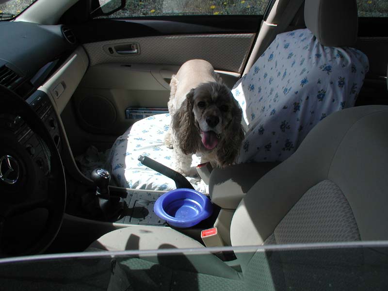 21-Baxter_enjoying_the_car_ride