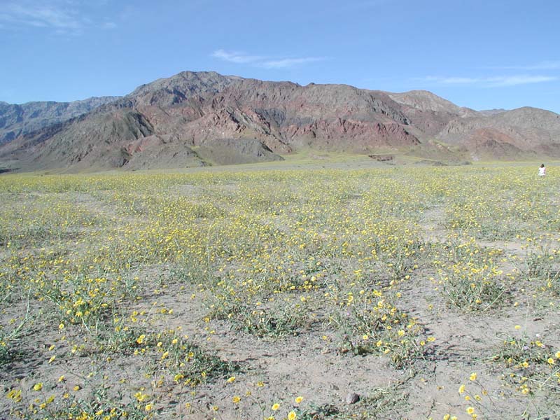 88-fields_of_yellow_wildflowers