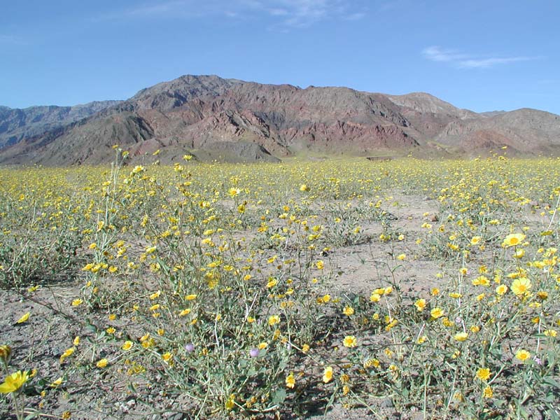 90-fields_of_yellow_wildflowers