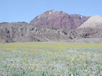 73-wildflowers_with_scenic_mountains