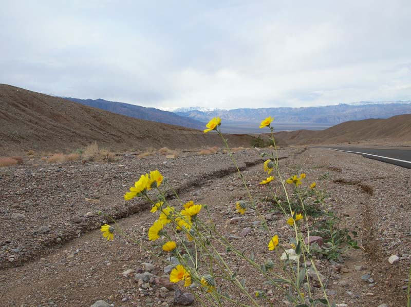 04-Desert_Gold-Desert_Sunflower_and_snowy_peaks