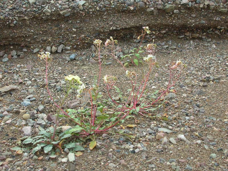 06-Brown_Eyed_Evening_Primrose