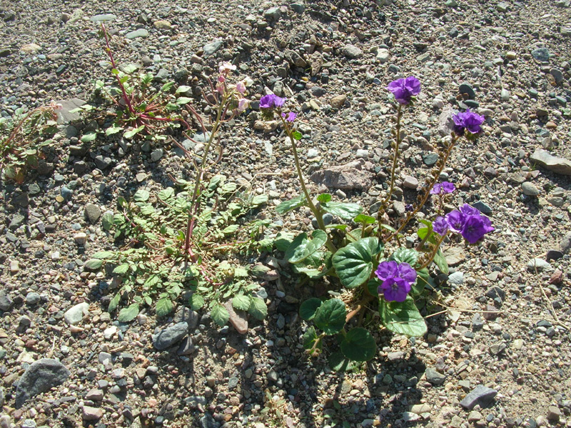 08-Primerose_and_Caltha-Leaf_Phacelia