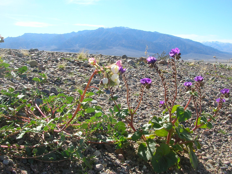 10-Primerose_and_Caltha-Leaf_Phacelia_with_mountains