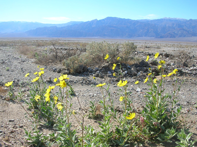 13-Desert_Gold_and_mountains