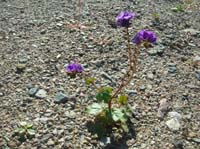 04-Caltha-Leaf_Phacelia