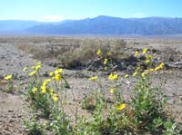 13-Desert_Gold_and_mountains