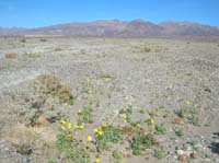 15-Desert_Gold_and_mountains