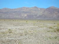 16-acres_of_Desert_Gold