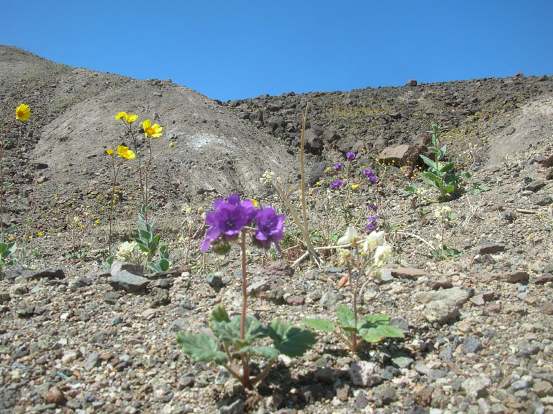 11-slope_covered_with_Desert_Gold-yellow,Phacelia-purple,Primrose-white