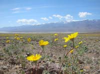 06-close-up_of_Desert_Gold_with_Telescope_Peak_in_background