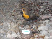 07-bird_was_very_happy_to_drink_some_water