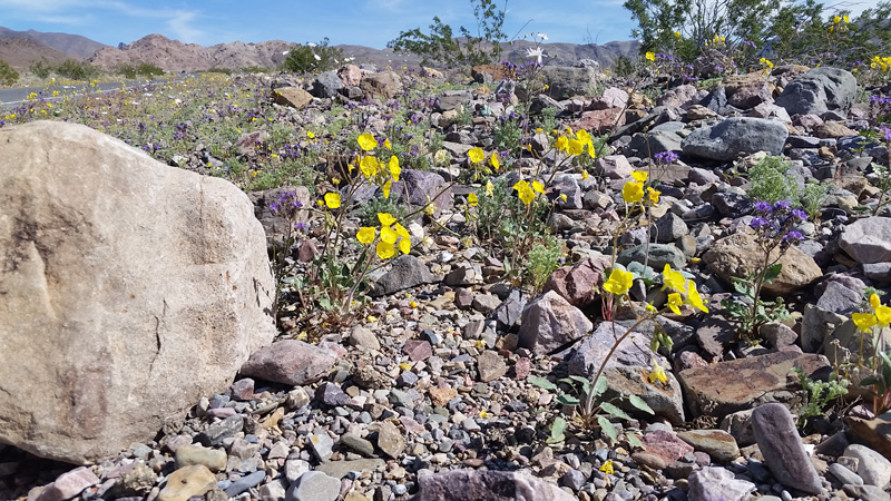 28-Golden_Evening_Primrose,Pedicellate_Phacelia,Gravel_Ghost