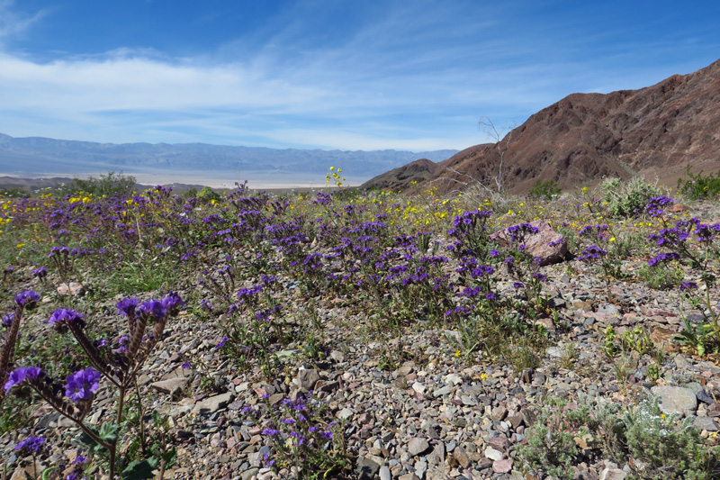 30-amazing_wildflowers_along_the_road