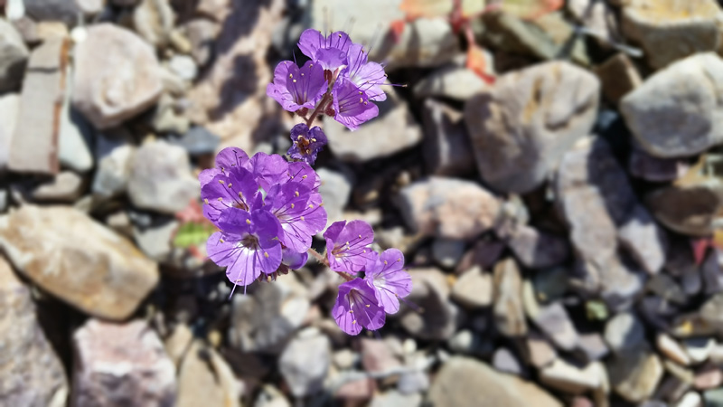 34-Pedicellate_Phacelia_flower