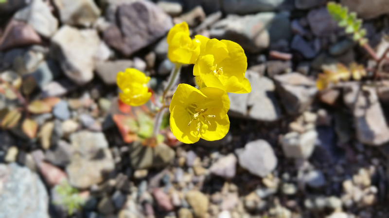 35-Golden_Evening_Primrose_flower