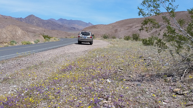 41-lots_of_wildflowers_along_roadside