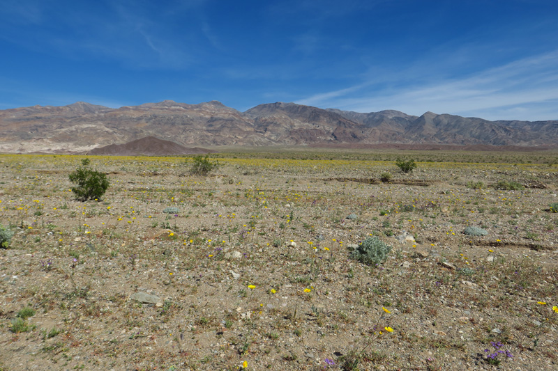 49-wildflower_scenery_along_road