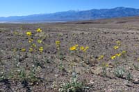 05-Desert_Gold_with_snowy_Telescope_Peak_in_background