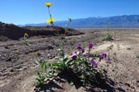 10-Desert_Gold_and_Calthaleaf