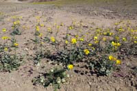 17-Desert_Gold,Brown-Eyed_Evening_Primrose,Purplemat