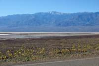 25-flowers_and_salt_flats_looking_toward_snowy_Telescope_Peak