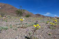 26-begin_20160304_from_wife-along_Daylight_Pass_and_cutoff_roads-Golden_Evening_Primrose,Pedicellate_Phacelia