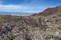 30-amazing_wildflowers_along_the_road