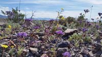 33-amazing_wildflowers_along_the_road.jpg