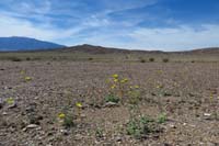 48-wildflower_scenery_along_road