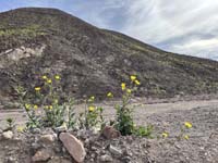 Desert_Gold-along_Dantes_View_Road