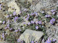 48-fremont_phacelia_wildflowers_along_trail_just_below_peak