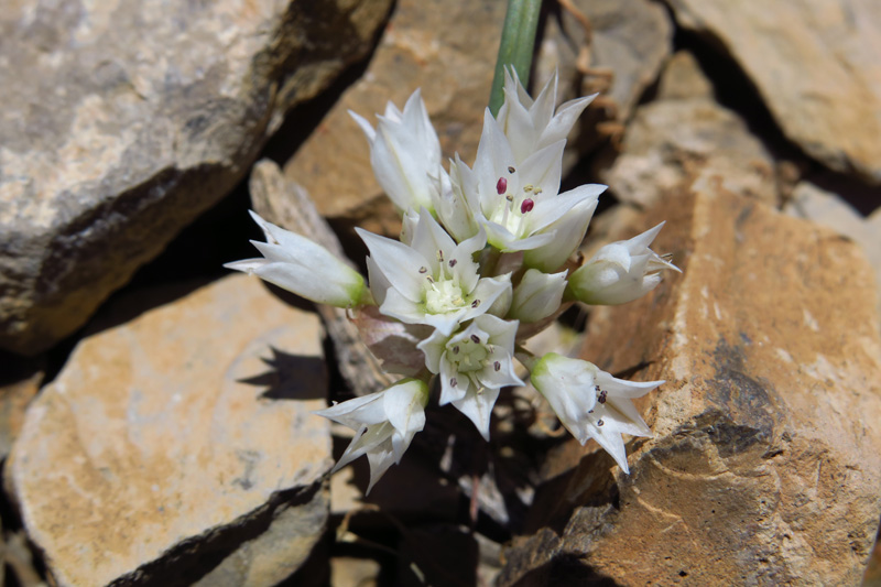 22-Nevada_Onion-Wild_Onion-Allium_Nevadense