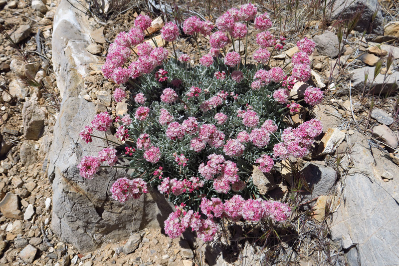 34-Cushion_Buckwheat-Eriogonum_Ovalifolium