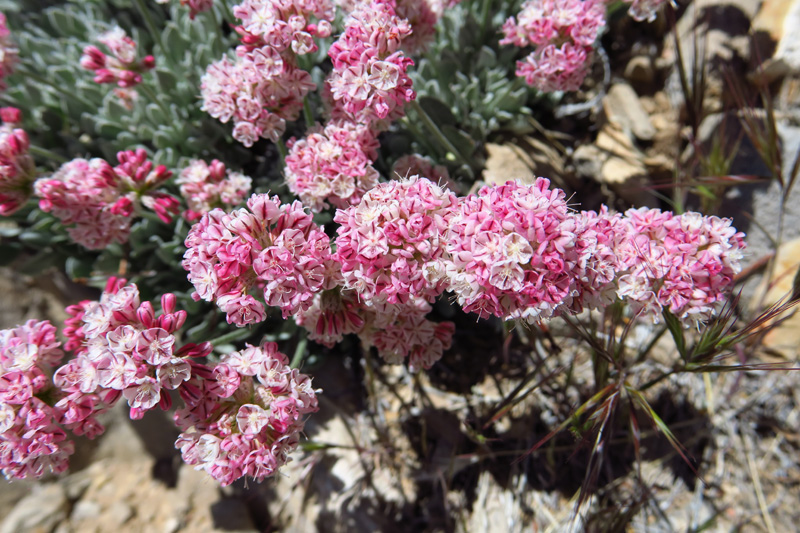 35-Cushion_Buckwheat-flower