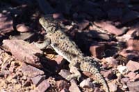 07-Greater_Short-Horned_Lizard