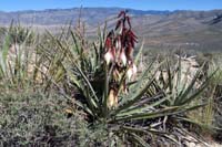 10-blooming_banana_yucca