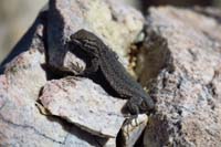 11-Side-Blotched_Lizard