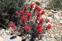 20-Indian_Paintbrush