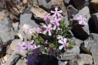 23-Phlox-cold-desert_phlox,pink_phlox-Phlox_Stansburyi