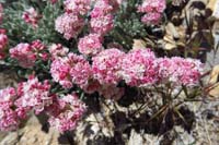 35-Cushion_Buckwheat-flower