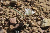 61-Nevada_Onion-Wild_Onion