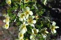 64-Cliffrose_flowers