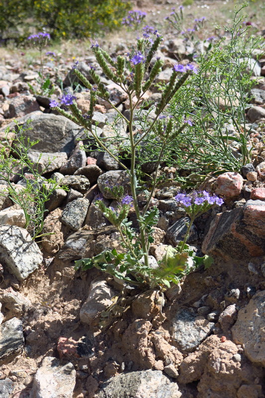 28-Notch-leaf_Phacelia