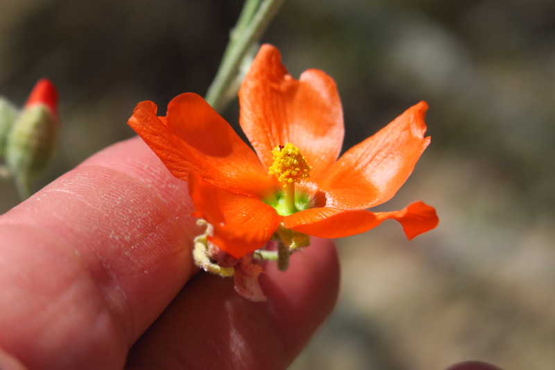 35-globemallow_bloom