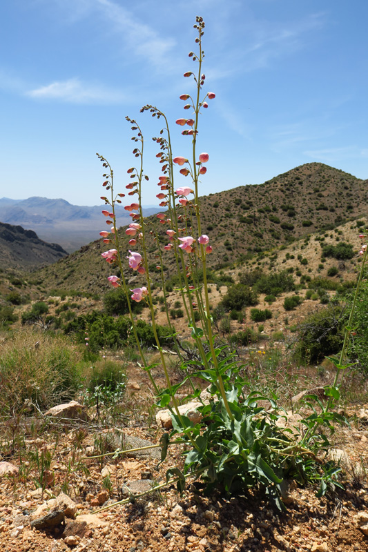 58-Palmer's_Penstemon