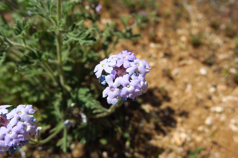 63-Gooding's_Verbena-flower