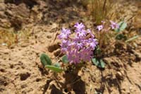 06-Sand_Verbena-flower_cluster