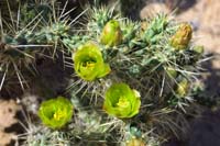 09-blooming_cholla